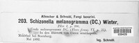 Schizonella melanogramma image